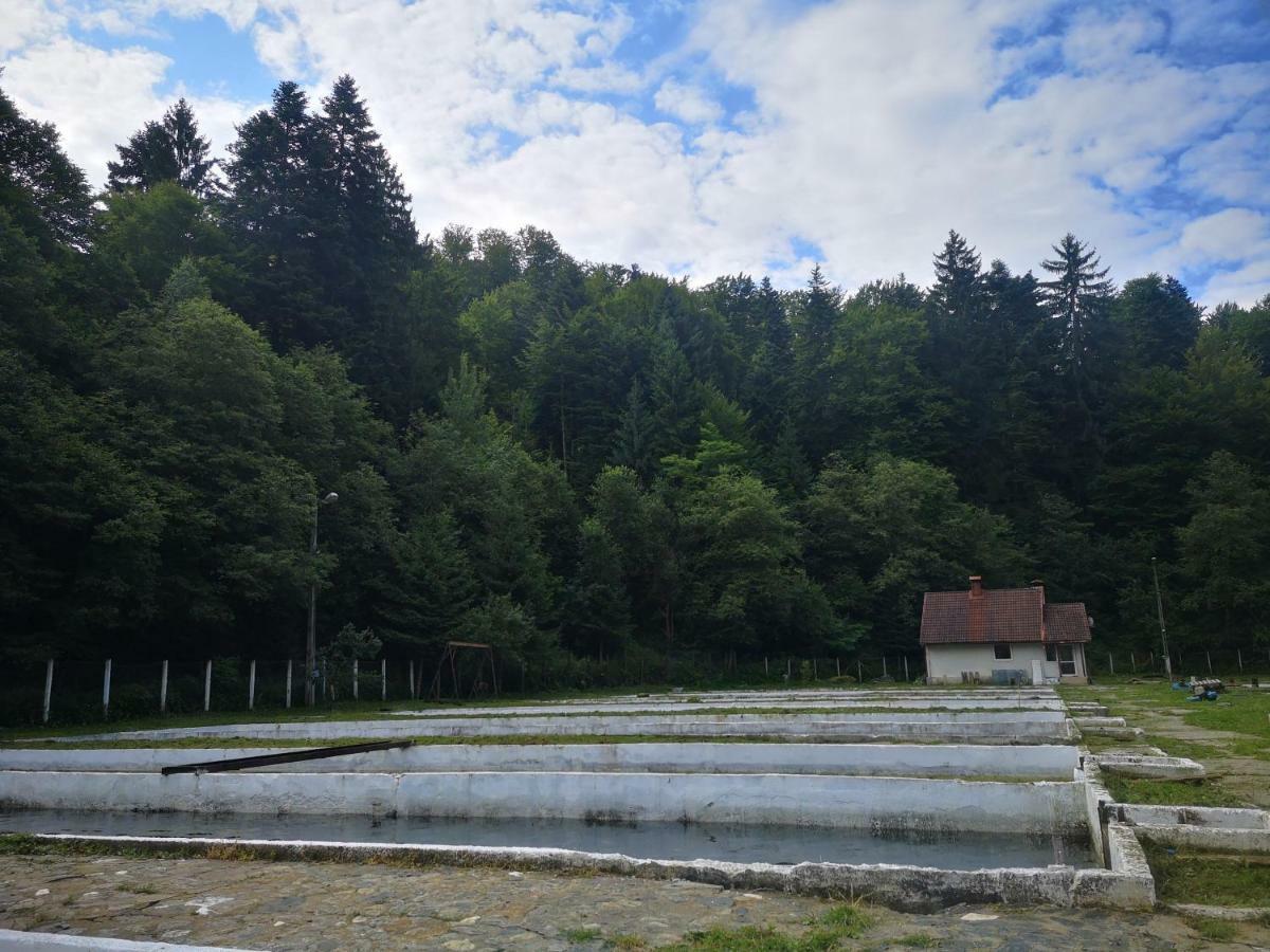 Floarea Reginei Otel Statiunea Climaterica Sambata Dış mekan fotoğraf
