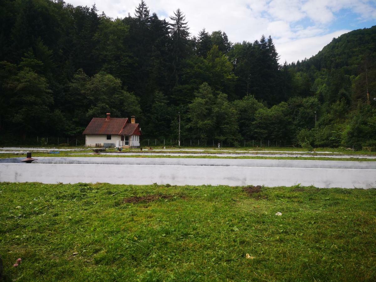 Floarea Reginei Otel Statiunea Climaterica Sambata Dış mekan fotoğraf