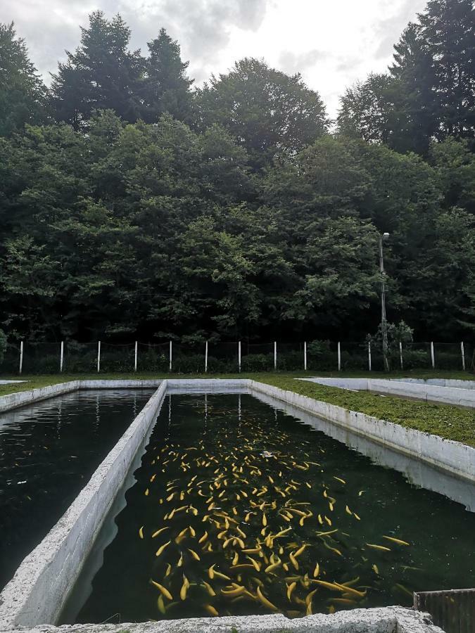 Floarea Reginei Otel Statiunea Climaterica Sambata Dış mekan fotoğraf